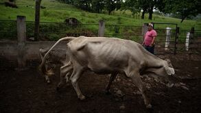un hombre junto a un animal en un establo vigilando la epidemia del gusano barrenador