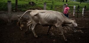 un hombre junto a un animal en un establo vigilando la epidemia del gusano barrenador