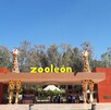 Una jauría de perros atacó a aproximadamente 24 borregos muflones dentro de las instalaciones del Zoológico de León, en un hecho que ha generado fuerte alarma.