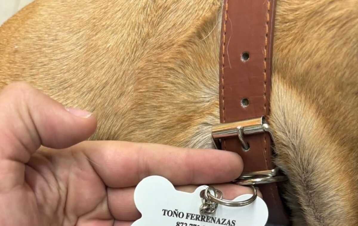 Placa del perrito Toño.