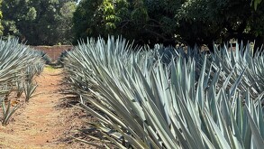 Una vista en primer plano de un campo de agave con filas de plantas maduras y espinosas, de color azul verdoso. Un camino de tierra roja se extiende