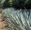 Una vista en primer plano de un campo de agave con filas de plantas maduras y espinosas, de color azul verdoso. Un camino de tierra roja se extiende
