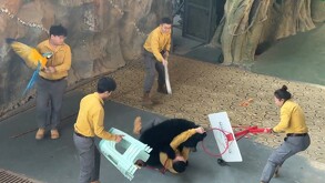 En medio de un espectáculo de animales, un oso negro atacó a su cuidador en un safari de China.