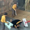 En medio de un espectáculo de animales, un oso negro atacó a su cuidador en un safari de China.