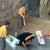 En medio de un espectáculo de animales, un oso negro atacó a su cuidador en un safari de China.