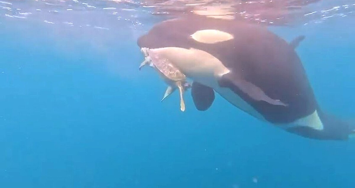 Orca mordiendo la aleta de una tortuga marina muy cerca de la superficie de las costas de Manzanillo Colima