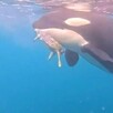 Orca mordiendo la aleta de una tortuga marina muy cerca de la superficie de las costas de Manzanillo Colima