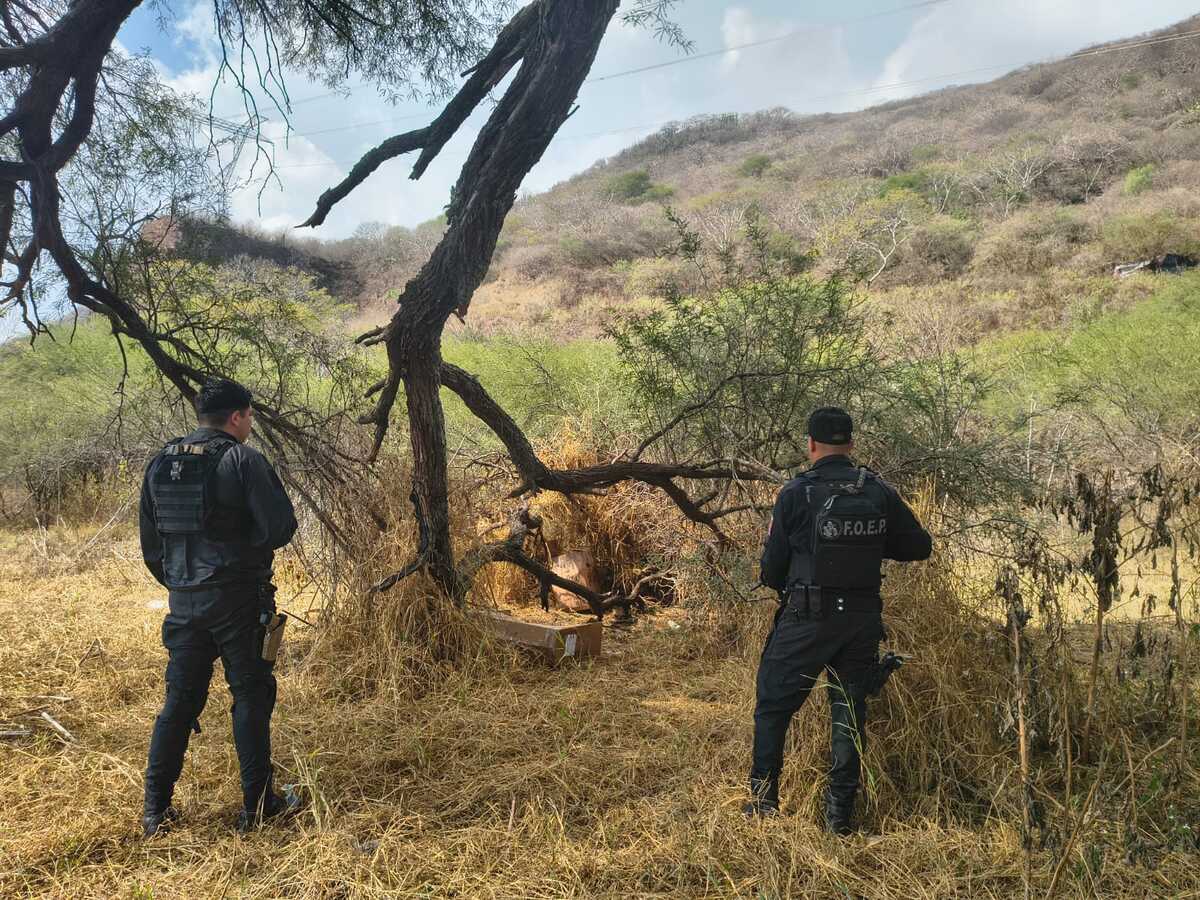 Policías de espaldas en un pastizal, una caja de cartón en medio