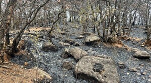 Árboles, plantas y piedras quemadas en el Área Natural Protegida del Cerro Viejo en Tlajomulco