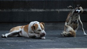 Perritos en calles de la Ciudad de México.