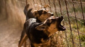 Dos perros ladrando de manera agresiva detrás de una reja y malla ciclónica sobre una pradera