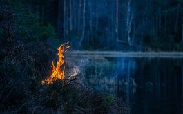 Llama de fuego sobre plantas secas en bosque