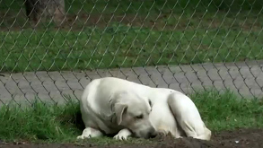 2025 se posicionó como el año con más carpetas de investigación por maltrato animal.