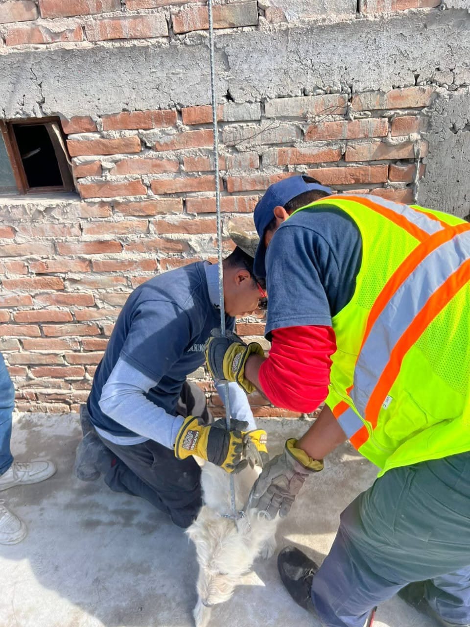 Un perro, cariñosamente llamado 