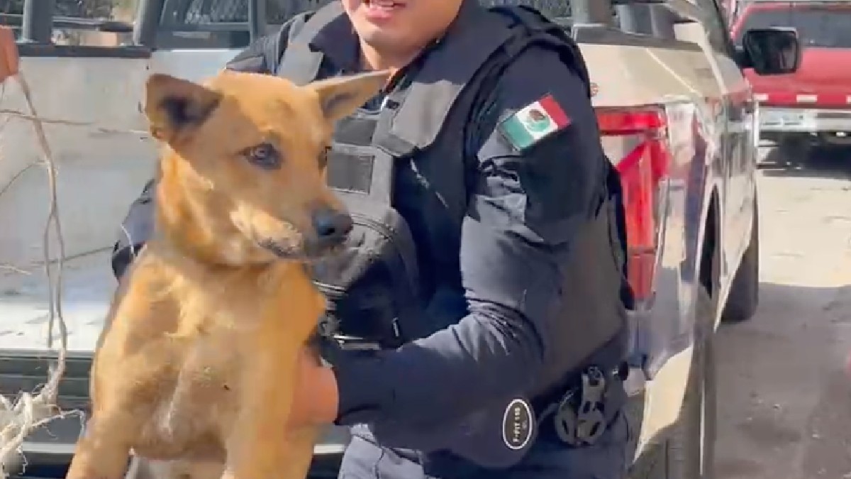 Perrito herido de una pata tras ser arrollado que fue rescatado por elementos de la policía de Torreón.