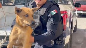 Perrito herido de una pata tras ser arrollado que fue rescatado por elementos de la policía de Torreón.
