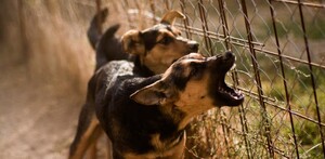 Dos perros ladrando de manera agresiva detrás de una reja y malla ciclónica sobre una pradera