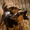 Dos perros ladrando de manera agresiva detrás de una reja y malla ciclónica sobre una pradera
