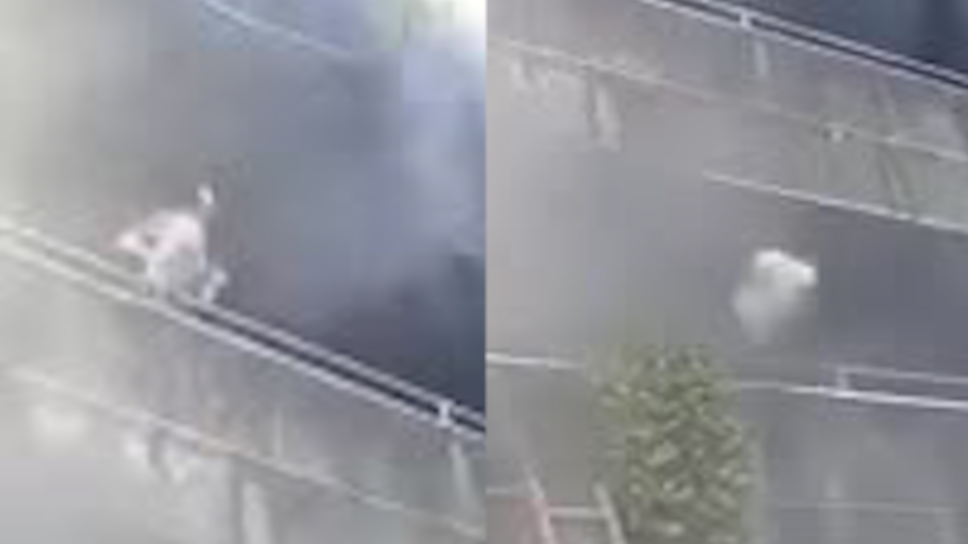 La mujer hizo todo lo posible para evitar que sus mascotas murieran calcinadas durante un incendio en un edificio.