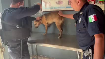 Elementos de la Dirección de Seguridad Pública Municipal de Torreón rescataron a un perro que se encontraba gravemente herido y en estado de agonía.