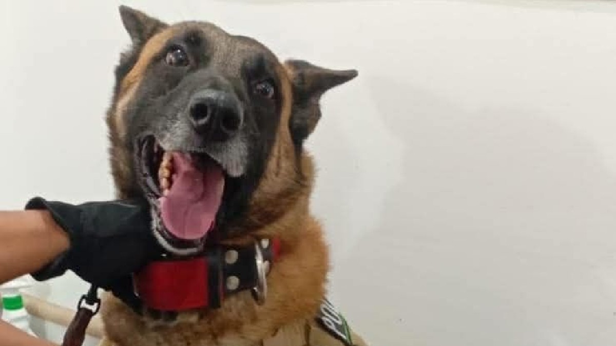 Noah, binomio canino de la Policía de Torreón que donó sangre a un perro chihuahua con cáncer.