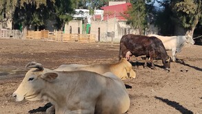 Tres vacas adultas (una marrón oscura y dos de color crema) están de pie o acostadas en un corral de tierra seca. Se ven varias paletas de madera y árboles
