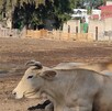 Tres vacas adultas (una marrón oscura y dos de color crema) están de pie o acostadas en un corral de tierra seca. Se ven varias paletas de madera y árboles