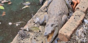 cocodrilo en un estanque