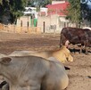 Tres vacas adultas (una marrón oscura y dos de color crema) están de pie o acostadas en un corral de tierra seca. Se ven varias paletas de madera y árboles