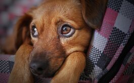 Durante la temporada de frío no debemos olivar a nuestras mascotas, por eso aquí te dejamos una serie de recomendaciones para que las protejas.