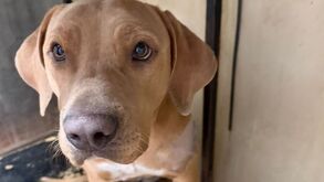 Mila, perrita rescatada por personal del Metro CdMx tras ser apuñalada con botella afuera de estación Pantitlán