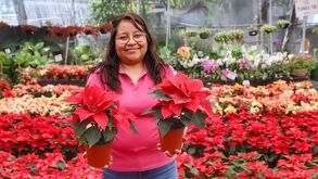 En el Pueblo Mágico de Atlixco inició la venta de flor de nochebuena, en la zona de los viveros.