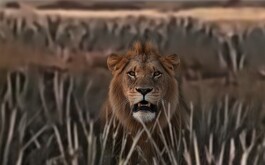 León amarrado en medio de campo de agave