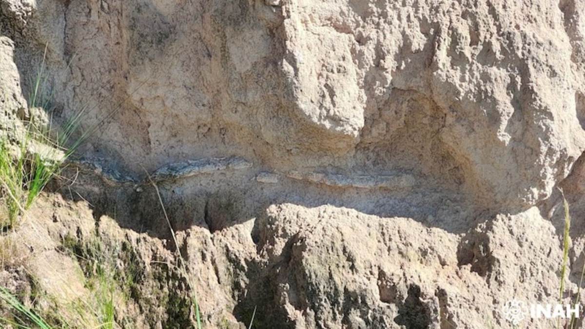 fósiles de gliptodonte hallados en puebla