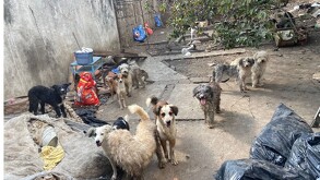 Un grupo de unos diez perros de diversas razas y tamaños en un patio descuidado con suelo de cemento, escombros, bolsas de basura y paredes grises.