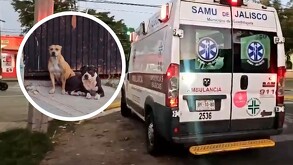 Dos perros atacaron a un hombre en la colonia Real de Guadalajara, Jalisco.