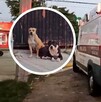 Dos perros atacaron a un hombre en la colonia Real de Guadalajara, Jalisco.