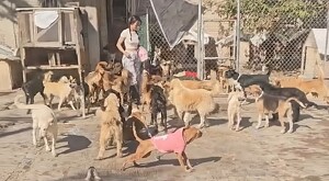 Gran cantidad de perritos callejeros dentro de un albergue en Zapopan con una mujer caminando entre ellos frente a un enrejado
