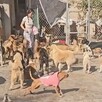 Gran cantidad de perritos callejeros dentro de un albergue en Zapopan con una mujer caminando entre ellos frente a un enrejado