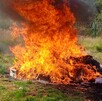 Una gran hoguera con llamas intensas de color naranja y humo negro en un campo abierto. Al lado del fuego se ven cajas y bultos siendo incinerados.