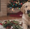 Perro comiendo una planta de decoración navideña