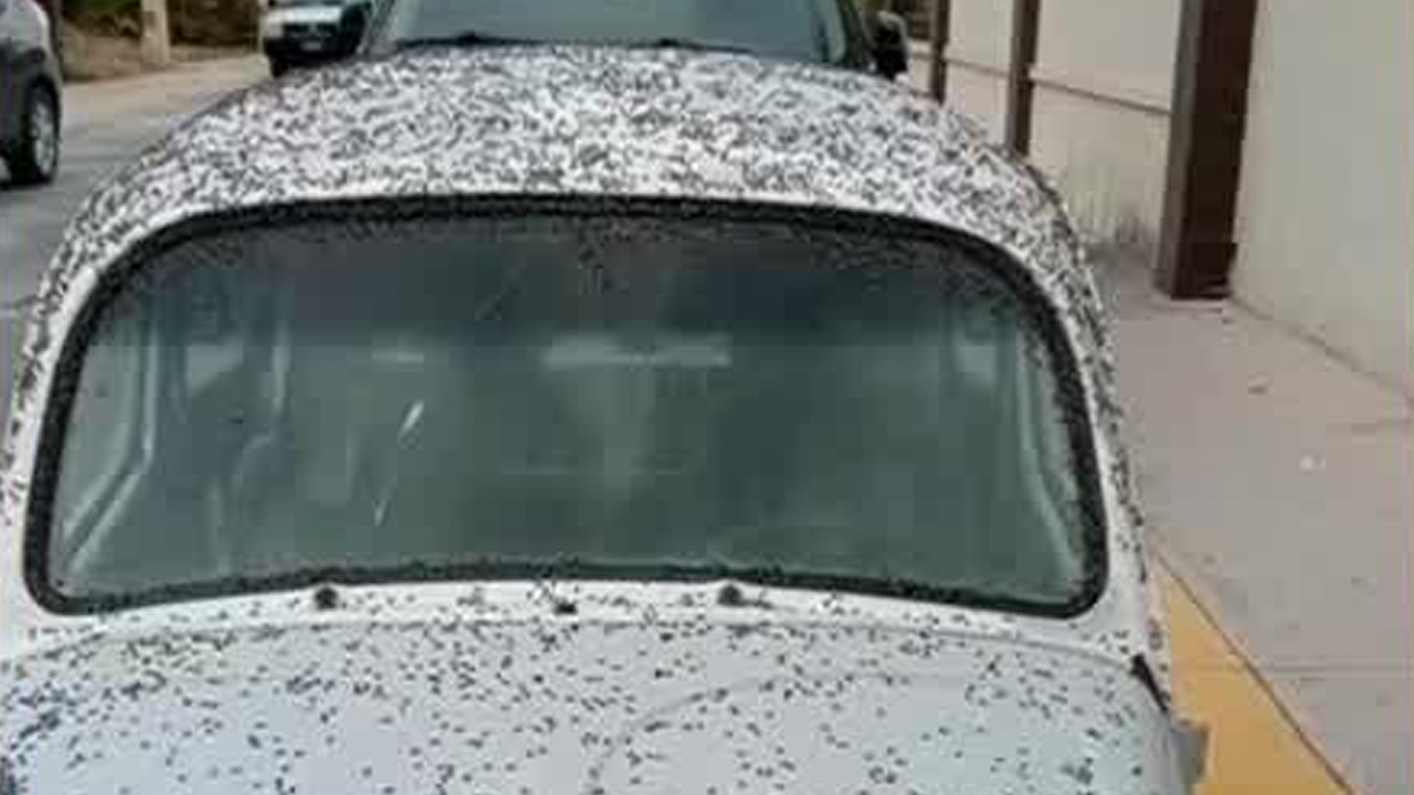 Habitantes del fraccionamiento Florencia, en Tizayuca, Hidalgo, denunciaron una grave invasión de moscas causada por la acumulación diaria de estiércol.