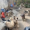 Un grupo de unos diez perros de diversas razas y tamaños en un patio descuidado con suelo de cemento, escombros, bolsas de basura y paredes grises.
