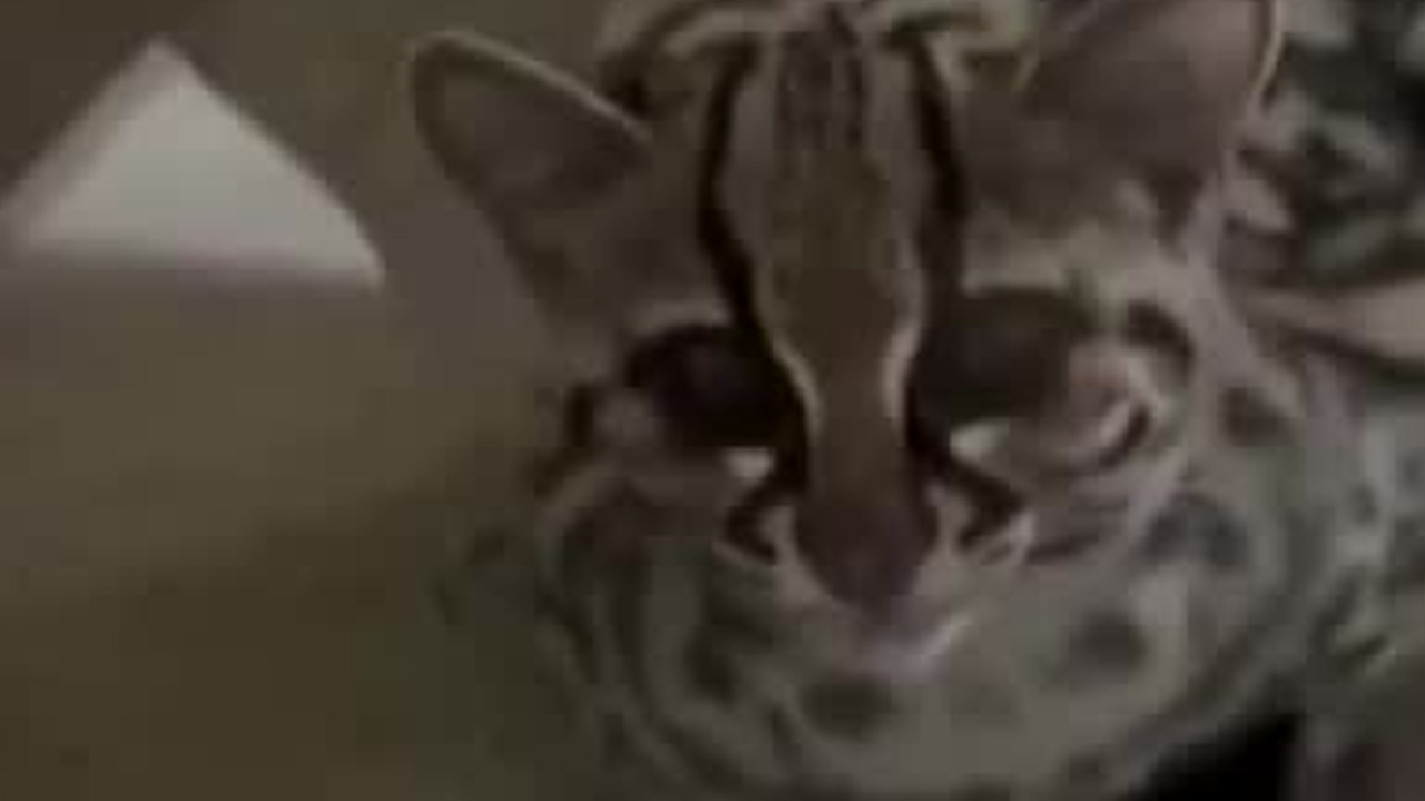 Policías de la alcaldía Álvaro Obregón rescataron a un gato silvestre que ingresó a una vivienda en la colonia Paseo de las Lomas.