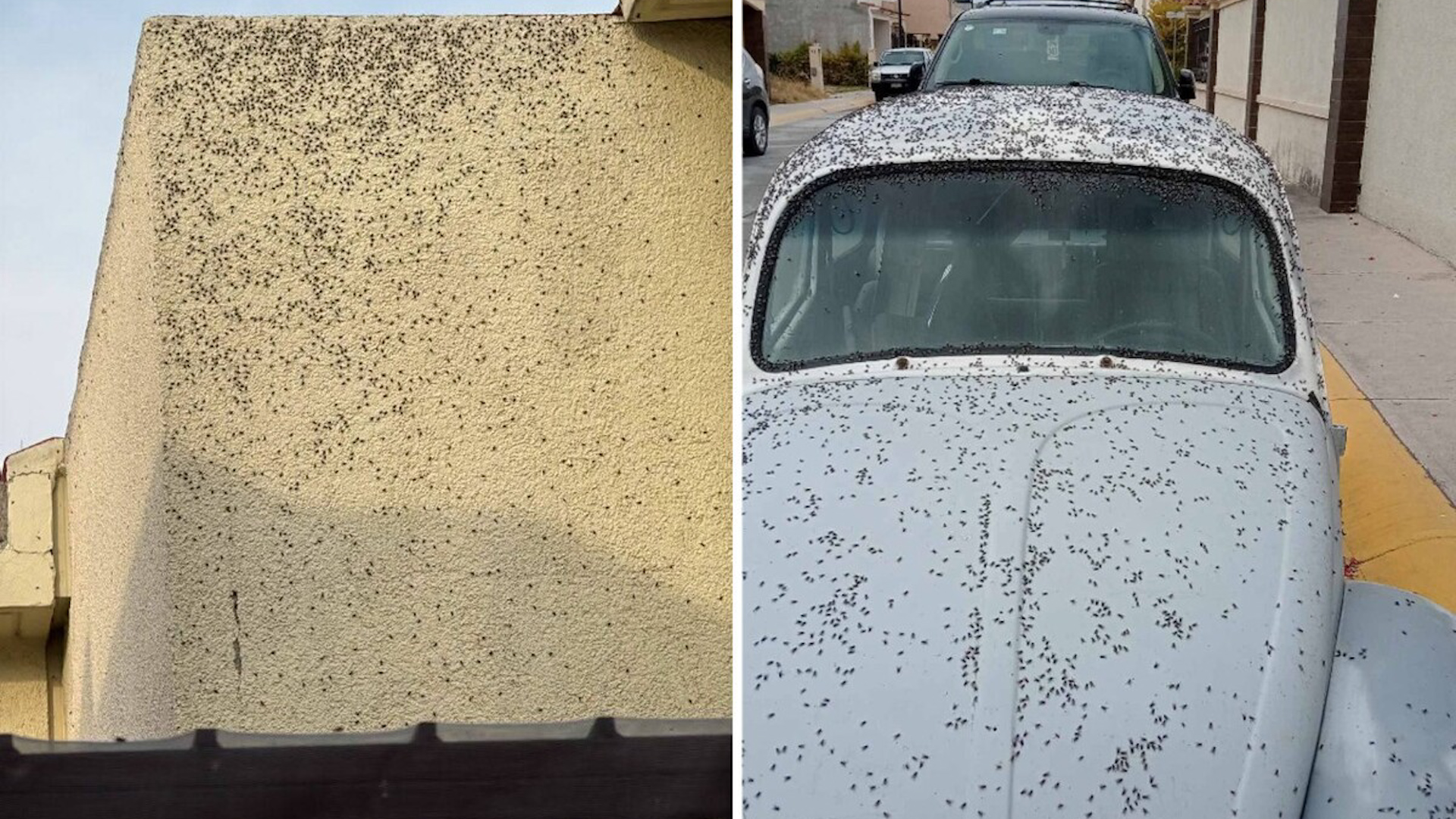 En el municipio de Tizayuca, una vivienda de un fraccionamiento quedó cubierta por una plaga de moscas.