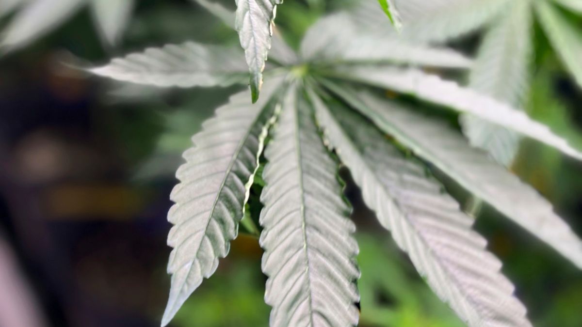 Hoja de Marihuana, una droga que al parecer en Estados Unidos dejará de ser considerada como riesgosa.