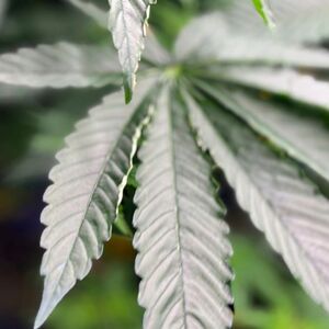 Hoja de Marihuana, una droga que al parecer en Estados Unidos dejará de ser considerada como riesgosa.