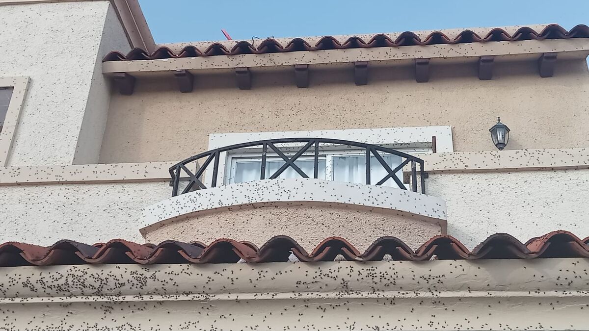 Habitantes de un fraccionamiento de Tizayuca denuncian plaga de moscas.