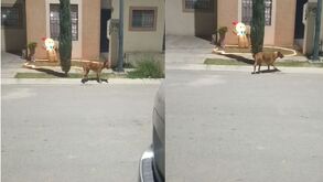 imágenes de un perrito alterado afuera de un domicilio en Matamoros.