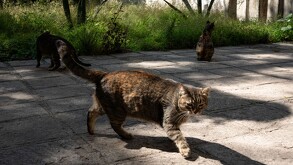 Gatos al aire libre en la Ciudad de México.